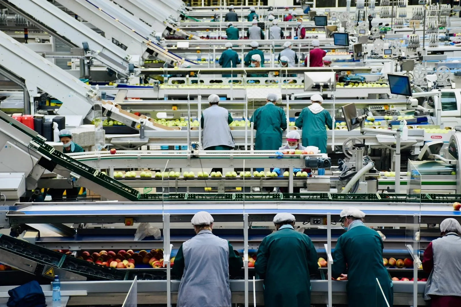 Ligne de tri et de conditionnement dans une usine agroalimentaire